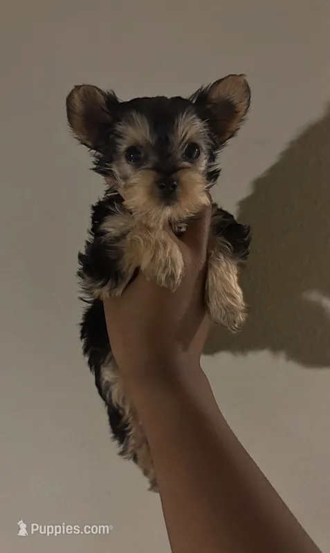 Asia  – Yorkshire Terrier puppy for sale in Tampa, FL
