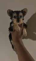 Asia , a female Yorkshire Terrier for sale in Tampa, FL – 1 of 1