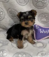 Lala, a female Yorkshire Terrier for sale in Destin, FL – 2 of 3