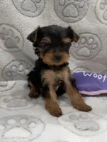 Gia, a female Yorkshire Terrier for sale in Destin, FL – 4 of 4