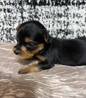 Molly teacup , a female Yorkshire Terrier for sale in Destin, FL – 2 of 3