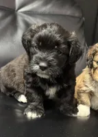 Mazi, a male Yorkipoo for sale in Fort Walton Beach, FL – 2 of 3