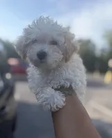Lilly, a female Poodle - Toy  for sale in Fort Walton Beach, FL – 2 of 4