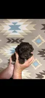 Chyna, a female Shihpoo for sale in Fort Walton Beach, FL – 1 of 1