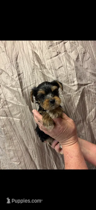 Duke – Yorkshire Terrier puppy for sale in Mary Esther, FL