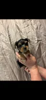 Duke, a male Yorkshire Terrier for sale in Mary Esther, FL – 1 of 1