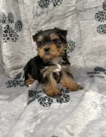 TEACUP Bree, a female Yorkshire Terrier for sale in Panama City Beach, FL – 3 of 4