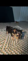 Xena , a female Yorkshire Terrier for sale in Fort Walton Beach, FL – 3 of 3