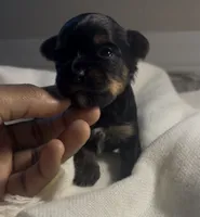 True, a male Yorkshire Terrier for sale in Fort Walton Beach, FL – 2 of 2