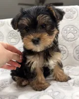Tucker, a male Yorkshire Terrier for sale in Pensacola, FL – 2 of 7