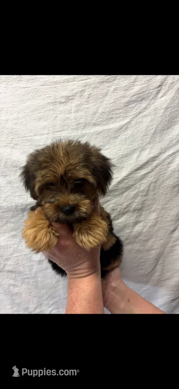 Layla – Yorkshire Terrier puppy for sale in Fort Walton Beach, FL