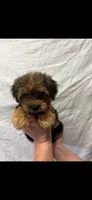 Layla, a female Yorkshire Terrier for sale in Fort Walton Beach, FL – 1 of 1