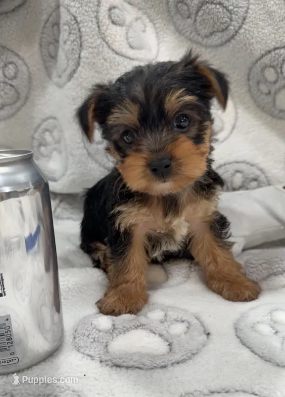 Hank – Yorkshire Terrier puppy for sale in Destin, FL