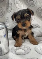 Hank, a male Yorkshire Terrier for sale in Destin, FL – 1 of 2