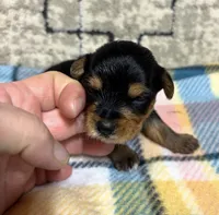 Baby, a female Yorkshire Terrier for sale in Niceville, FL – 1 of 2