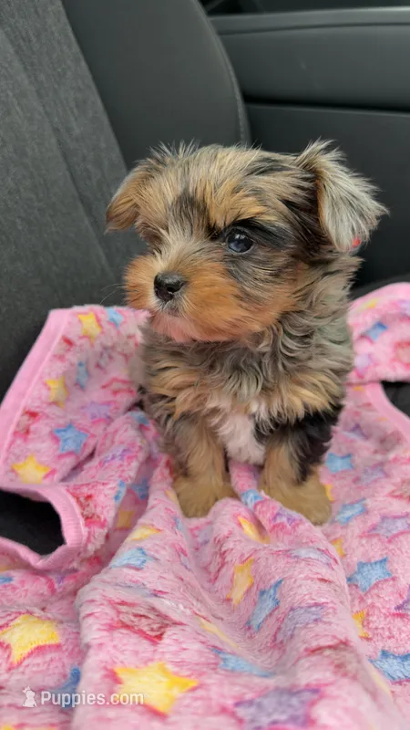 Rayne  – Yorkshire Terrier puppy for sale in Destin, FL