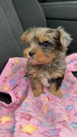 Rayne , a female Yorkshire Terrier for sale in Destin, FL – 1 of 4