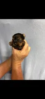Jax, a male Yorkshire Terrier for sale in Fort Walton Beach, FL – 1 of 1