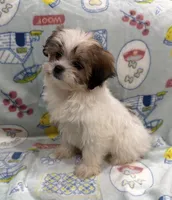 Trixie, a female Pekingese and Shih Tzu for sale in Panama City Beach, FL – 2 of 4