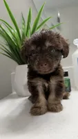 Luca, a male Morkie for sale in Fort Walton Beach, FL – 4 of 4
