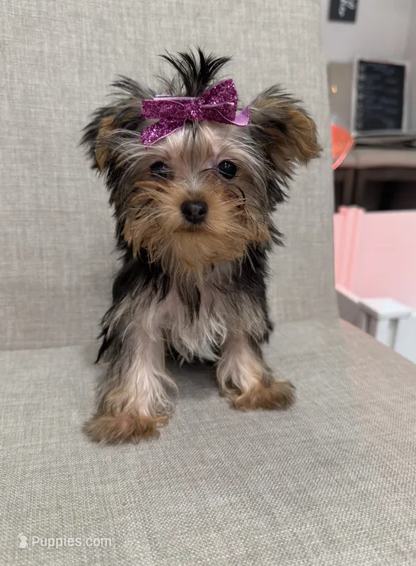 Callie (purple) – Yorkshire Terrier puppy for sale in Gainesville, FL