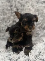 True, a male Yorkshire Terrier for sale in Mary Esther, FL – 2 of 6