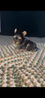 Xena , a female Yorkshire Terrier for sale in Fort Walton Beach, FL – 2 of 3