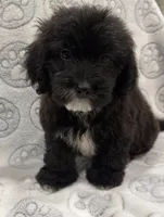 Mazi, a male Yorkipoo for sale in Pensacola, FL – 4 of 8