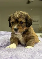 Ziri, a female Yorkipoo for sale in Fort Walton Beach, FL – 4 of 5