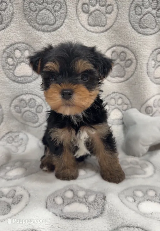 Tank  – Yorkshire Terrier puppy for sale in Destin, FL