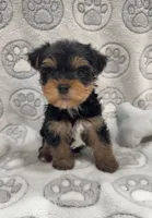 Tank , a male Yorkshire Terrier for sale in Destin, FL – 1 of 3