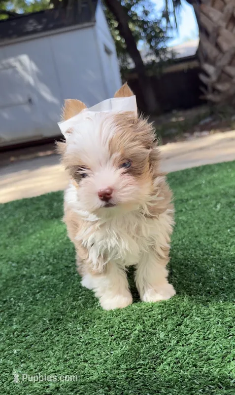  Zara – Yorkshire Terrier puppy for sale in Destin, FL