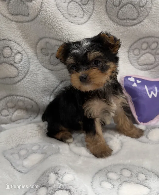 Lala – Yorkshire Terrier puppy for sale in Destin, FL