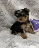 Lala, a female Yorkshire Terrier for sale in Destin, FL – 1 of 3