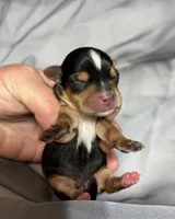 Jack, a male Yorkshire Terrier for sale in Niceville, FL – 1 of 1