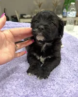 Mazi, a male Yorkipoo for sale in Fort Walton Beach, FL – 3 of 3