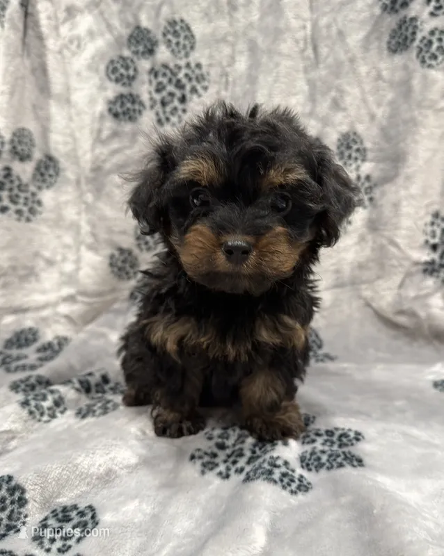 Chanel – Yorkipoo puppy for sale in Panama City Beach, FL