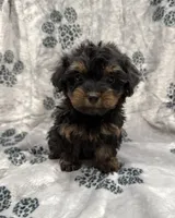 Chanel, a female Yorkipoo for sale in Panama City Beach, FL – 1 of 2