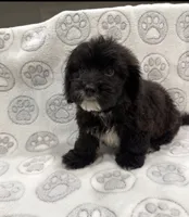 Mazi, a male Yorkipoo for sale in Pensacola, FL – 5 of 8