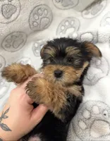 Tucker, a male Yorkshire Terrier for sale in Pensacola, FL – 5 of 7
