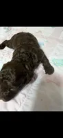 Cardi, a female Cockapoo for sale in Fort Walton Beach, FL – 2 of 2