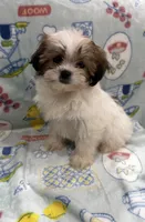 Trixie, a female Pekingese and Shih Tzu for sale in Panama City Beach, FL – 3 of 4