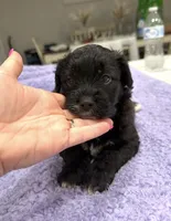 Mazi, a male Yorkipoo for sale in Fort Walton Beach, FL – 1 of 3
