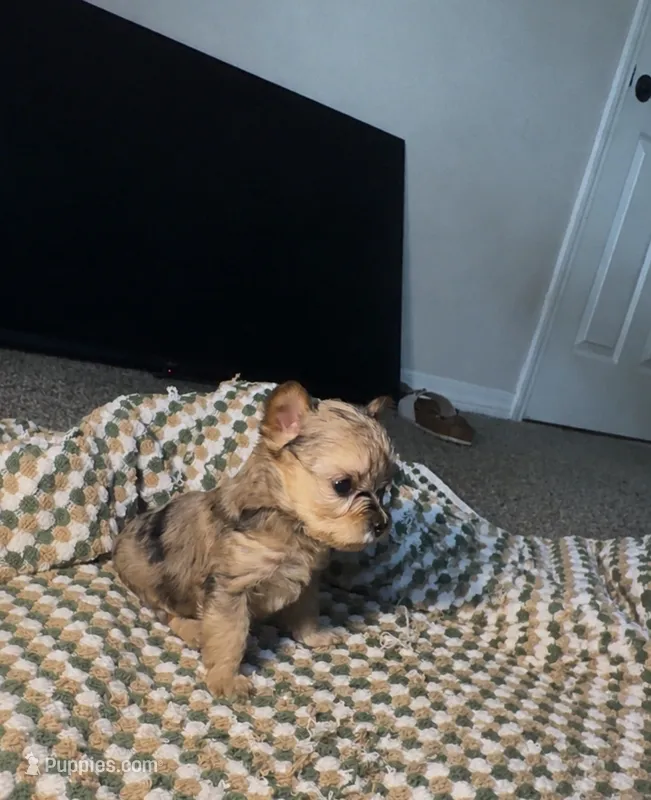 Cardi – Yorkshire Terrier puppy for sale in Fort Walton Beach, FL