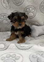 Dex, a female Yorkshire Terrier for sale in Destin, FL – 2 of 3