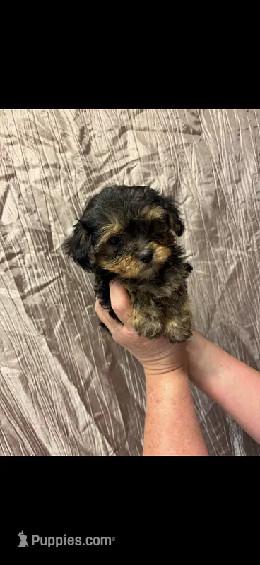 Leah – Yorkipoo puppy for sale in Mary Esther, FL