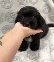Mazi, a male Yorkipoo for sale in Pensacola, FL – 2 of 8
