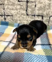 Nala , a female Yorkshire Terrier for sale in Niceville, FL – 2 of 3