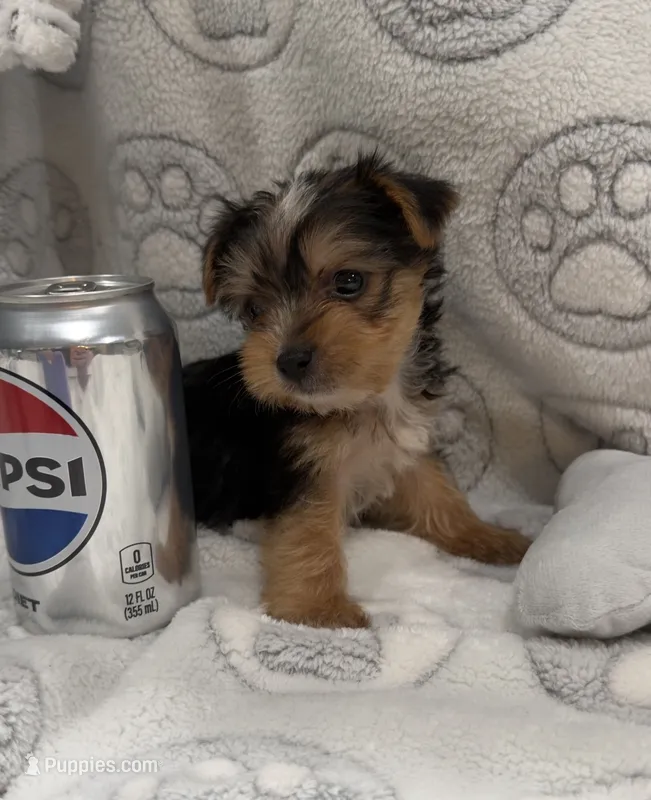 Koda – Yorkshire Terrier puppy for sale in Destin, FL