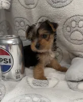 Koda, a male Yorkshire Terrier for sale in Destin, FL – 1 of 3